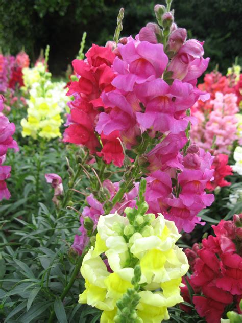 Snapdragon | Plant-Lore