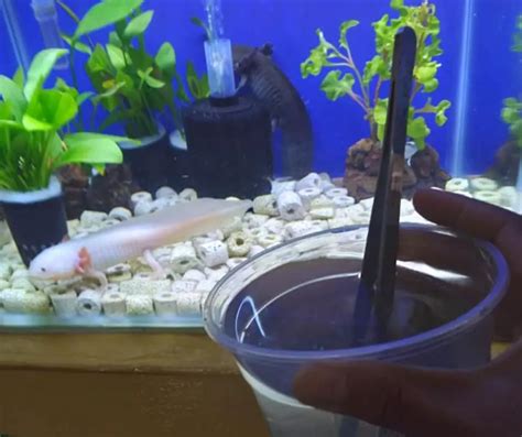 Axolotl Feeding Dish