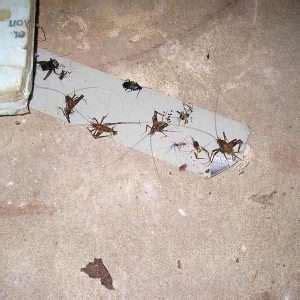 Cricket Trap: How To Catch A Cricket (Homemade Traps and Non-Lethal) - The Pest Informer