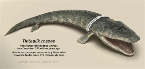 Tiktaalik, an evolutionary stepping stone between fish and amphibians : r/Naturewasmetal