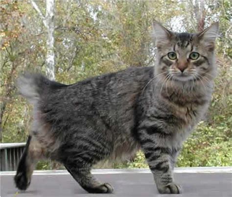 AMERICAN BOBTAIL CAT at The Great Cat in History, Art and Literature