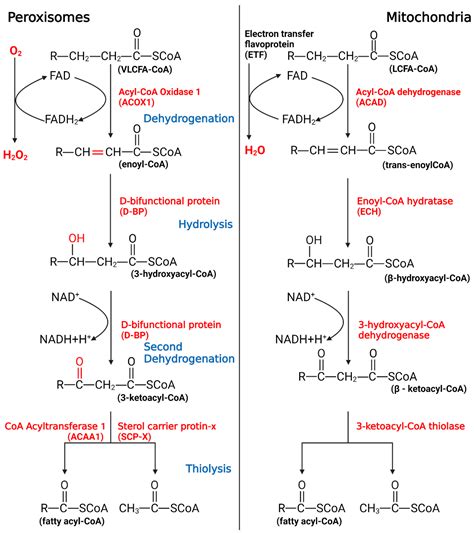 Beta Oxidation