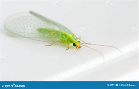 Green Insect stock photo. Image of flight, closeup, insect - 5737142