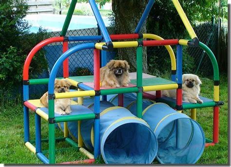 backyard dog playground photo 6 | Dog playground, Puppy playground, Dog daycare