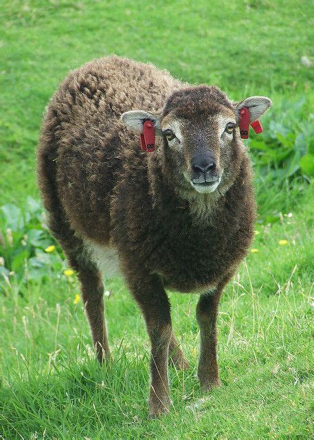 Soay Sheep | Sheep, Scottish animals, Barnyard animals