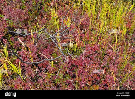 Arctic Tundra Plants Canada Stock Photos & Arctic Tundra Plants Canada Stock Images - Alamy