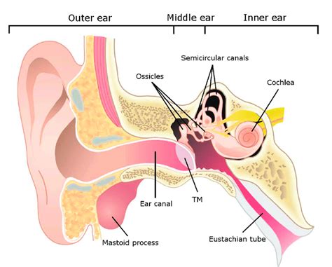 Anatomy of ear. TM= tympanic membrane. With courtesy of Korvatieto OY ...