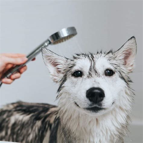 How to Help a Dog with Skin and Ear Allergies - House that Barks