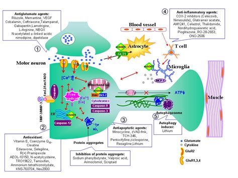 Upper Motor Neuron Pathway