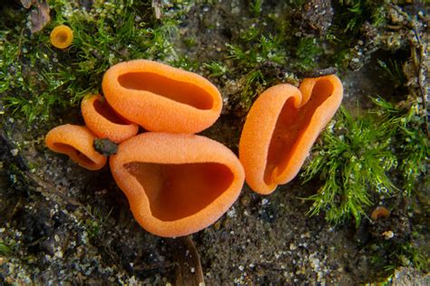 Orange Ascomycete Cup Fungus Photograph by Douglas Barnett - Fine Art America