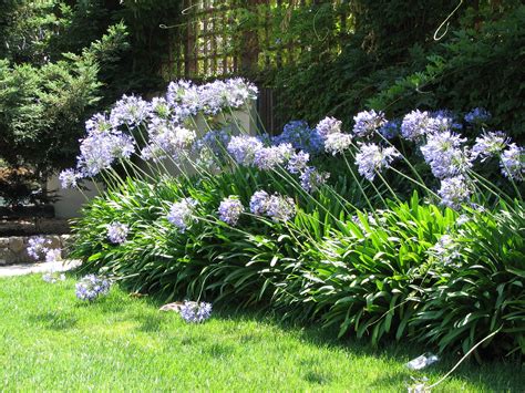 Agapanthus | Agapanthus plant, Agapanthus landscaping, Agapanthus in pots