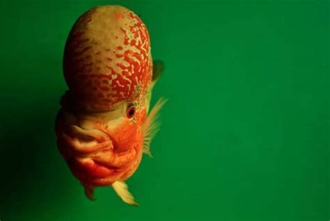 15 Types of Fish With Big Foreheads (With Pictures) | Earth Eclipse