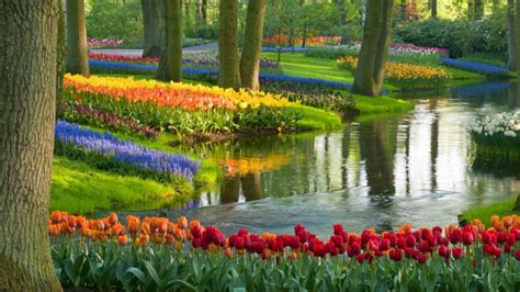 Tulip garden design ideas - bonwave