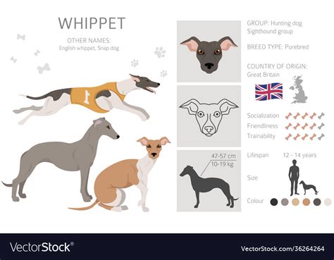 Whippet clipart different poses coat colors set Vector Image