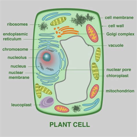 Plant Cell Poster Print by Gwen ShockeyScience Source - Walmart.com - Walmart.com