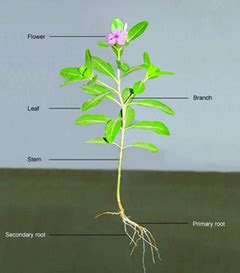 Dicot Plant - Banglapedia