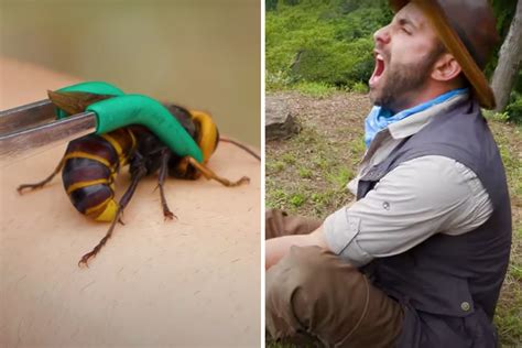 YouTuber Coyote Peterson Lets a Murder Hornet Sting Him On Camera ...