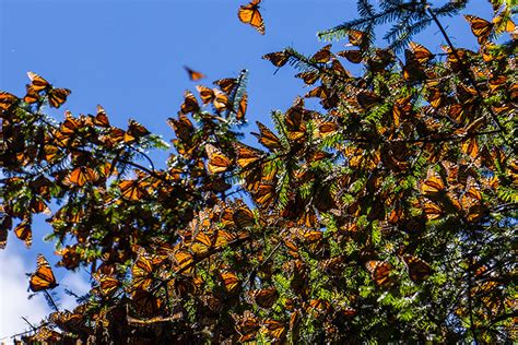 NYCITYWOMAN | The Magical Monarch Butterflies in Mexico - NYCITYWOMAN