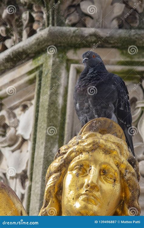 Pigeon on gold statue stock image. Image of church, prey - 139496887