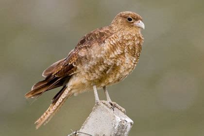 Chimango Caracara Pictures and Photos - Photography - Bird | Wildlife ...