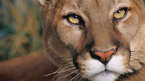 Woman finds mountain lion in SLO driveway | San Luis Obispo Tribune