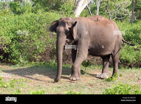 Mudumalai, tiger Reserve, Tamil Nadu, India Stock Photo - Alamy