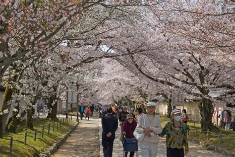 Historical Recreation: Ho-Taiko Hanami Gyoretsu offers a Glimpse into Japan's Past