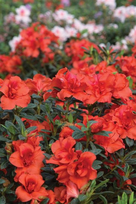 Dwarf Encore Azaleas: Small in Habit, Bold on Blooms | Encore Azalea | Azaleas landscaping ...