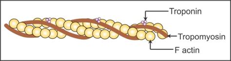 Represent diagrammatically: Structure of actin filament Structure of ...