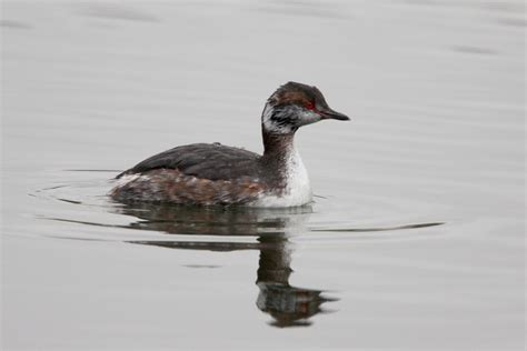 Grebe photo ID guide - BirdGuides