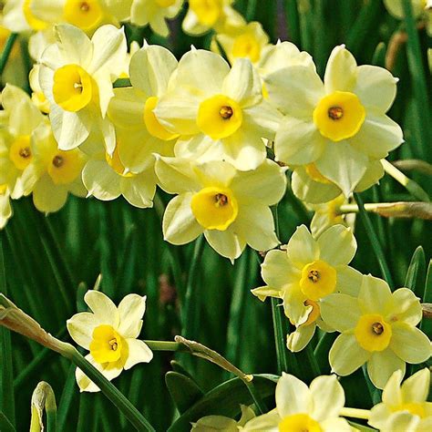 Narcissus 'Minnow' | Bulbous plants, Narcissus, December birth flower