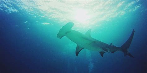 Great Hammerhead Shark Attacks