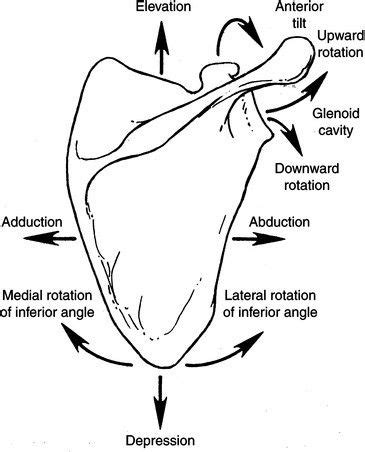 Pin by Deepak Kumar on pics | Skeletal system anatomy, Nursing school tips, Scapula