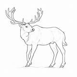 Caribou Coloring Pages – Coloring Corner sketch template