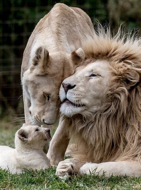 Adorable Rare Quintuplet White Lion Cubs Play Together In Enclosure ...