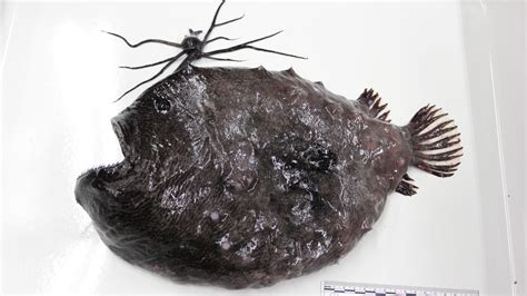 Pacific footballfish: Rare deep-sea fish to be displayed at San Diego aquarium