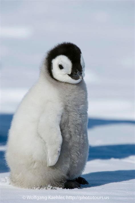 Emperor penguin chick is walking over fast ice — Photo Tours