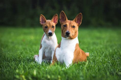 Top 12 Basenji Breeders In The U.S.