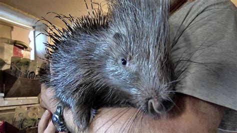 AWESOME PET PORCUPINE DISCOVERED.....ON A FISHING TRIP?? - YouTube