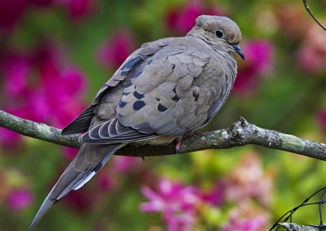 Mourning dove - song / call / voice / sound.