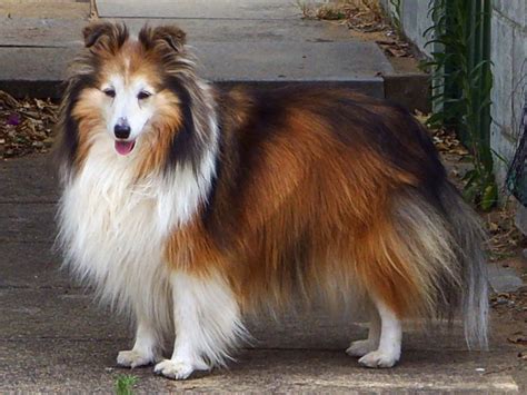 File:Shetland Sheepdog sable.jpg