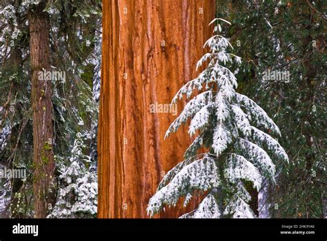 Giant Sequoia (Sequoiadendron giganteum) in winter, Giant Forest, Sequoia National Park ...