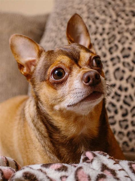 Chihuahua Terrier Mix - What To Expect From This Unusual Mix Breed Dog