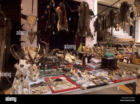 Wildlife trade,Tachilek, Myanmar Stock Photo - Alamy