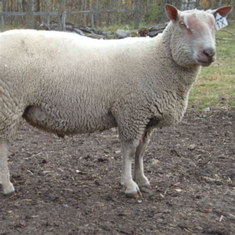 Pictures- FieldStone Ovine