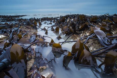 43 Laminaria Stock Pictures, Editorial Images and Stock Photos | Shutterstock