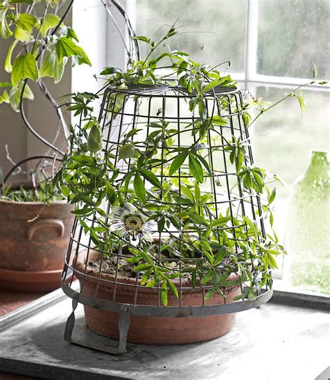 Love Indoor Potted Plants: Tips to Maintain Them | My Decorative