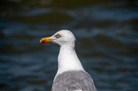 European Herring Gull Beach - Free photo on Pixabay - Pixabay