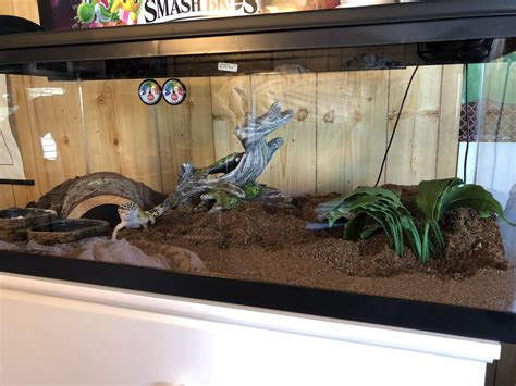 My new improved Leopard Gecko terrarium! : r/leopardgeckos