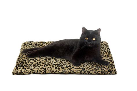 New Cat Beds Needed! - Mobile SPCA